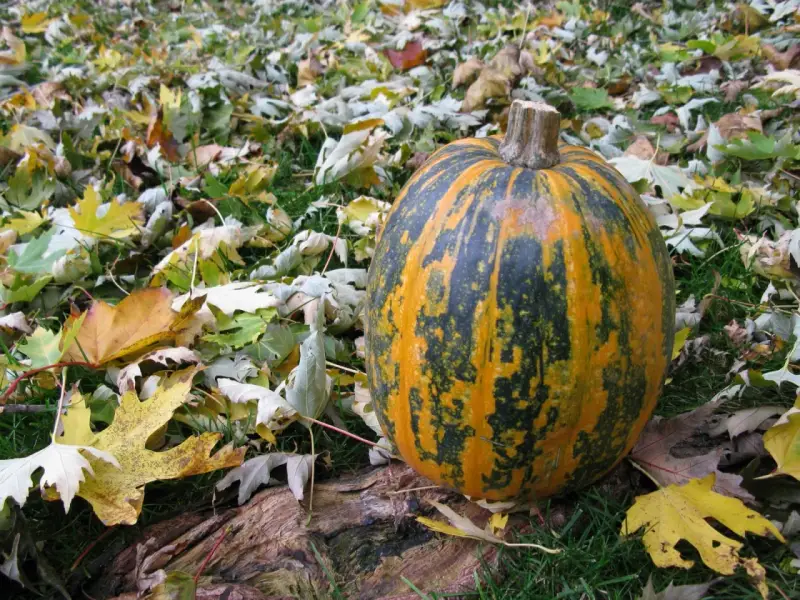 Courge Lady Godiva, striée d'orange et de vert, repose sur un tapis de feuilles d'automne.