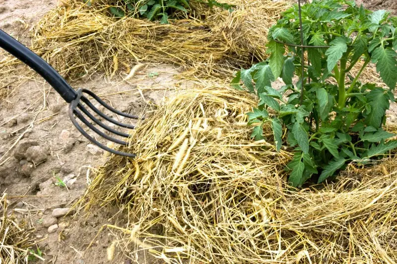 Un rastrillo negro mueve paja seca, creando un acolchado para plantas alrededor de un tomate.