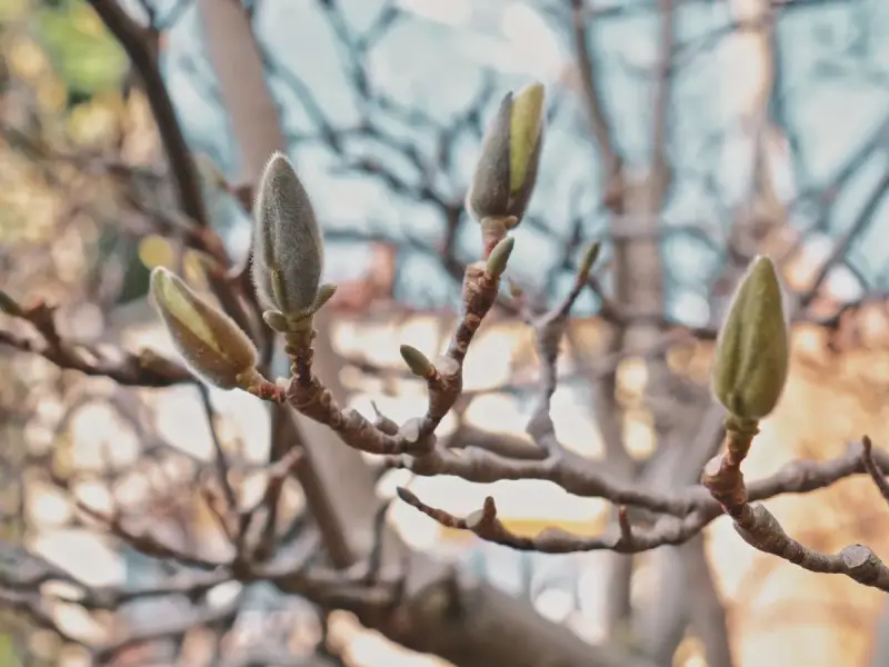 Pąki magnolii, zapowiadające wiosnę, kiedy kwitnie.