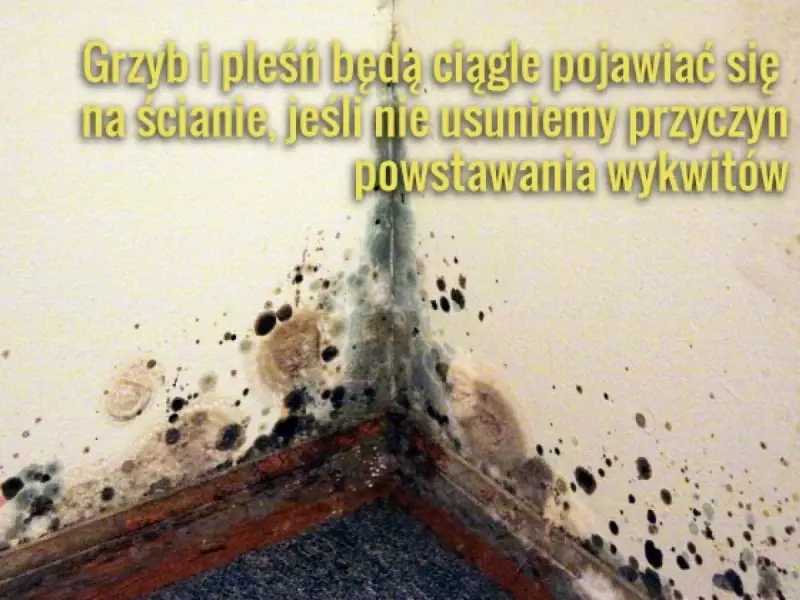 Widok narożnika ściany z widocznym grzybem i pleśnią. Konieczne odgrzybianie ścian, by zapobiec nawrotom wykwitów.