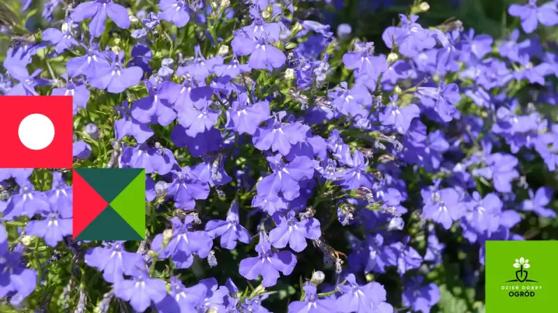 Niebieskie lobelie kwitną obficie, tworząc barwne kobierce. Idealne **lobelia stanowisko** to słoneczne miejsce, gdzie w pełni rozwijają swój urok.
