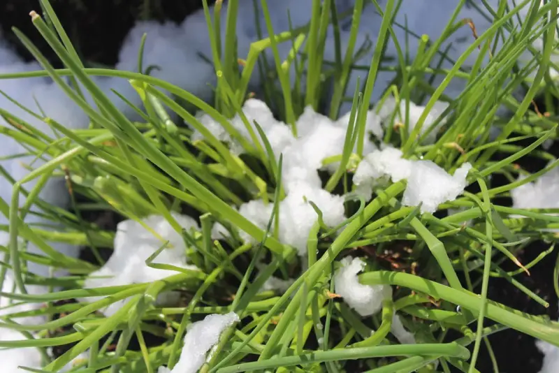 Grüner Schnittlauch kämpft sich durch den Schnee. Er beweist, dass Schnittlauch winterhart ist und auch bei Kälte wächst.