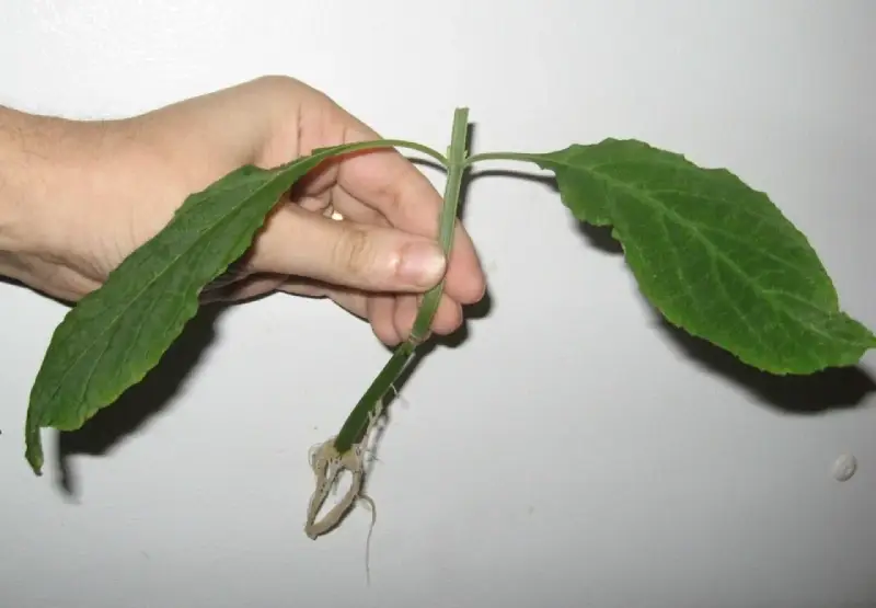 Dłoń trzyma pęd hibiskusa z widocznymi korzeniami, gotowy do ukorzeniania w wodzie.