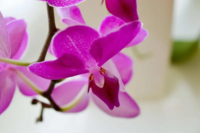 Piękna, fuksjowa orchidea, czyli storczyk, rozwija swoje delikatne płatki.
