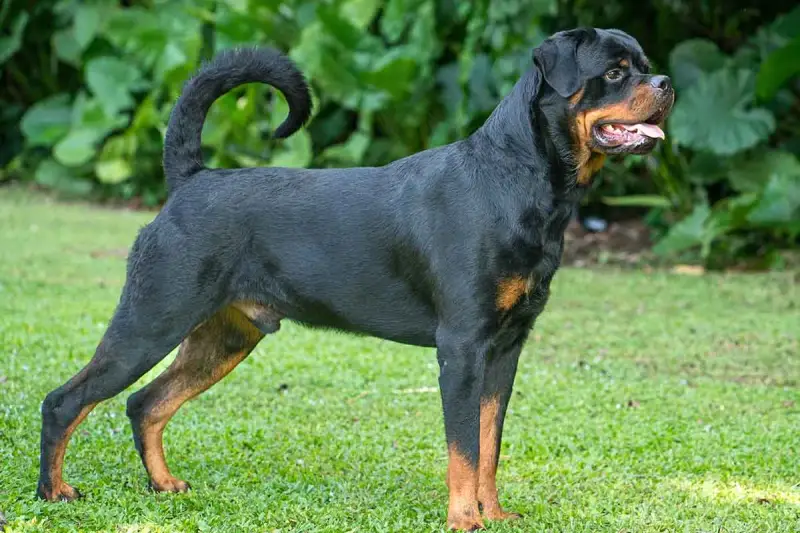Potężny Rottweiler, rasa psa na r, stoi na trawie. Jego czarna sierść z rudymi znaczeniami lśni w słońcu.