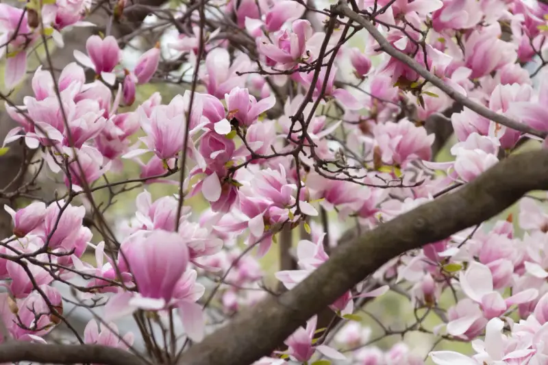 Kwiaty magnolii przed domem, delikatne płatki w odcieniach różu i bieli tworzą wiosenną dekorację.