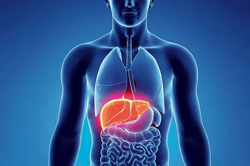 Anatomia człowieka z podświetloną wątrobą. Czy to objaw wirusowego zapalenia wątroby typu C (HCV)?