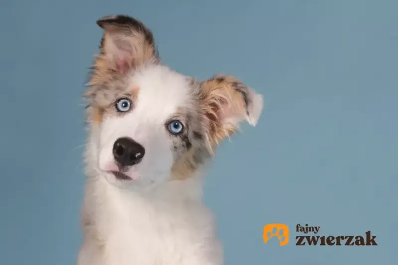 Uroczy szczeniak border collie blue merle z niebieskimi oczami, przechylający głowę.