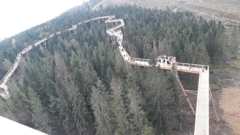 Drewniana ścieżka w koronach drzew w Szczawnicy wije się wśród gęstego lasu iglastego. Spacerowicze podziwiają widoki z wysokości.