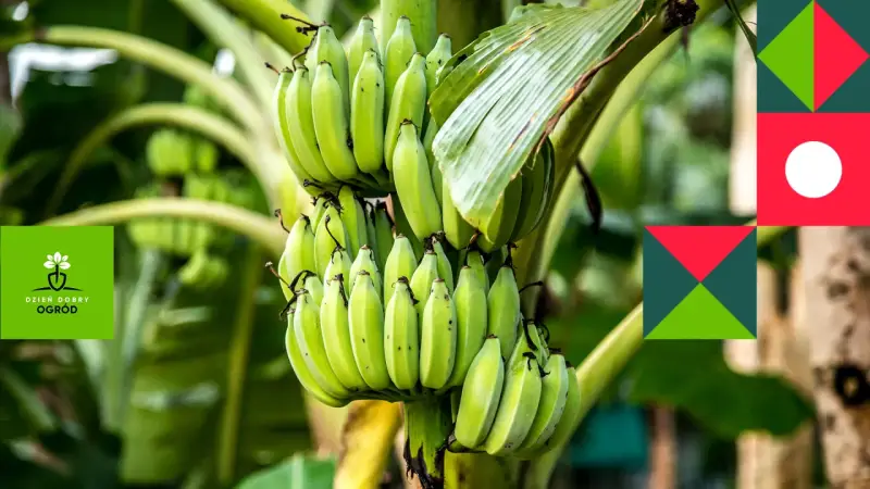 Zielony bananowiec kwiat z kiścią niedojrzałych bananów.