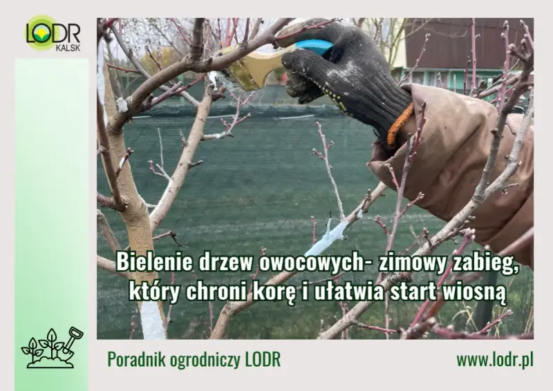 Rękawica w białej farbie maluje pień drzewa. Bielenie drzew owocowych to zimowy zabieg ochronny.