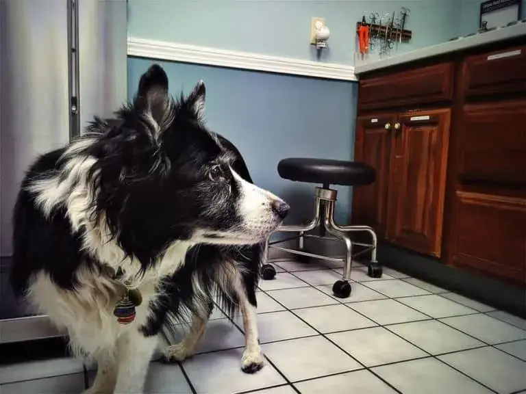 Jak wytresować border collie: skuteczne metody i porady dla właścicieli