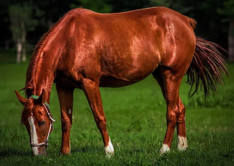 Cheval brun mangeant de l'herbe, son sabot brillant comme s'il avait été nourri à l'huile de coco.
