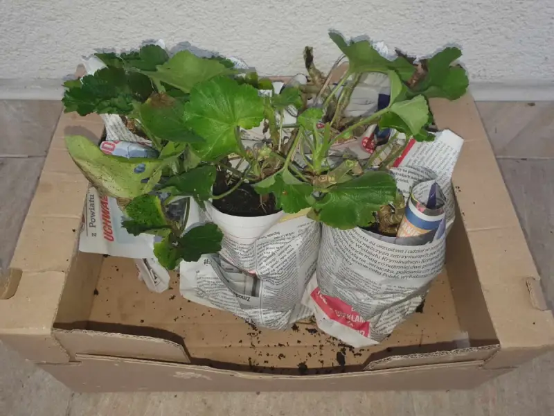 Pelargonie w doniczkach, owinięte gazetami, czekają w kartonie, by przezimować.