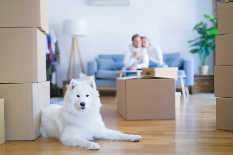 Un chien blanc se repose près de cartons. Un couple est assis sur un canapé en arrière-plan. La question "peut on interdire les animaux dans une location" se pose.