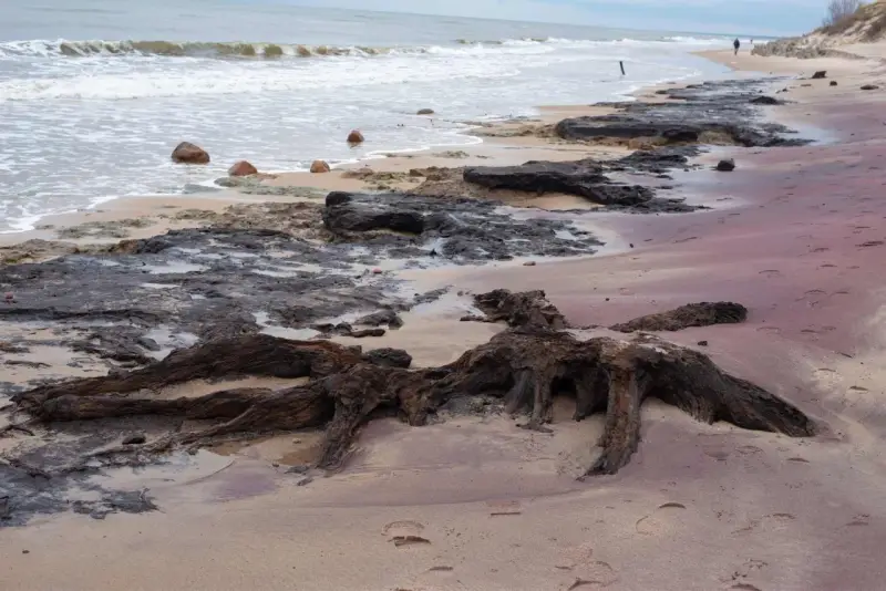 Korzenie martwego lasu na piaszczystej plaży, fale obmywają kamienie.