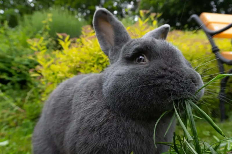 Ein blaugraues Wiener Kaninchen knabbert genüsslich frisches Gras im Garten.