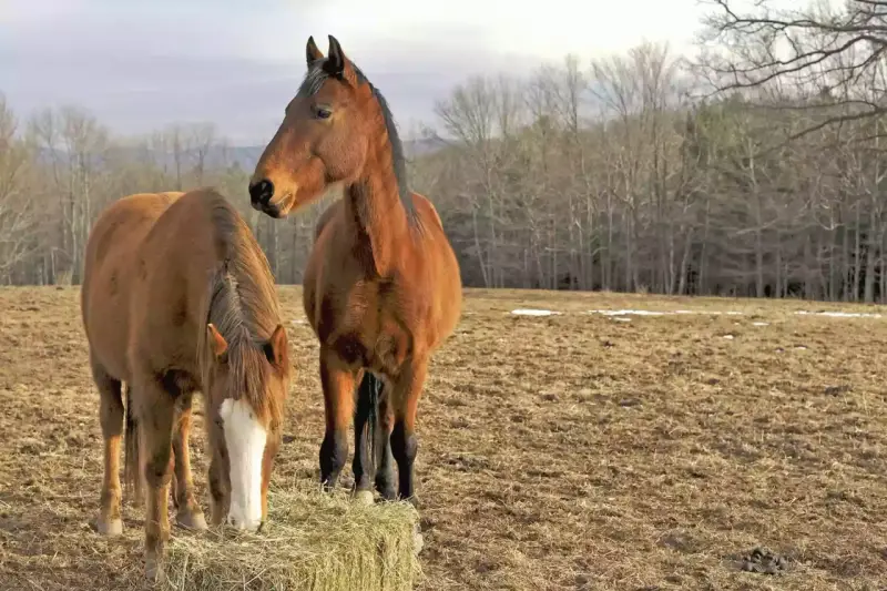 Deux chevaux bruns se tiennent dans un pré. L'un mange du foin, l'autre regarde au loin. Le sexe des chevaux n'est pas visible.