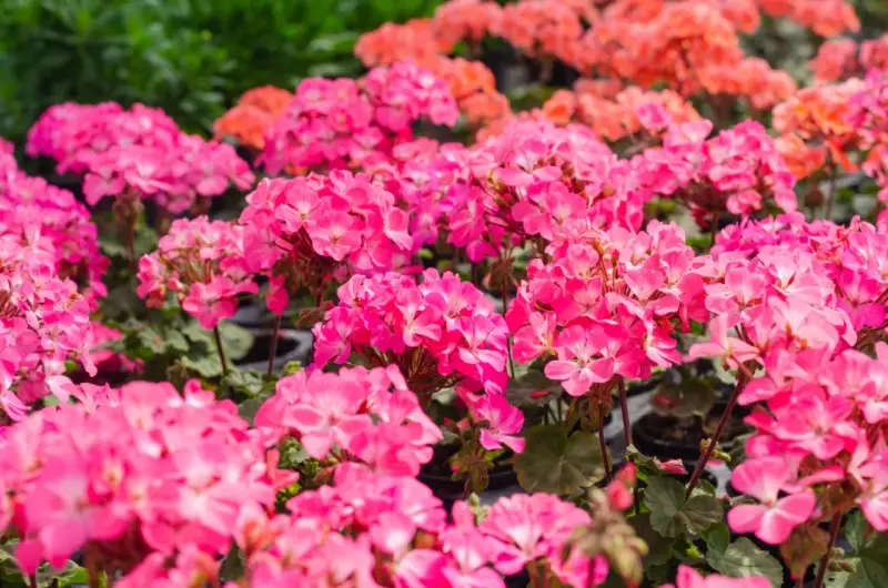 Mnóstwo różowych odmian pelargonii tworzy barwny dywan. W tle widać pomarańczowe kwiaty.