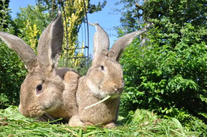 Zwei riesige Kaninchen mit langen Ohren sitzen im Gras. Eines knabbert an einem grünen Halm.