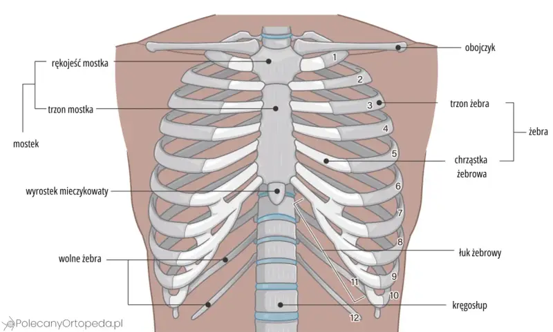 Anatomia klatki piersiowej: mostek, żebra (prawdziwe, fałszywe, wolne), chrząstki żebrowe, obojczyk i kręgosłup.