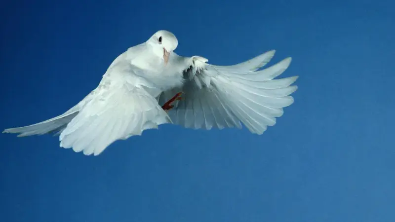 Weiße Taube fliegt vor blauem Himmel. Sie symbolisiert den Heiligen Geist und erinnert an die Bedeutung von Pfingsten.