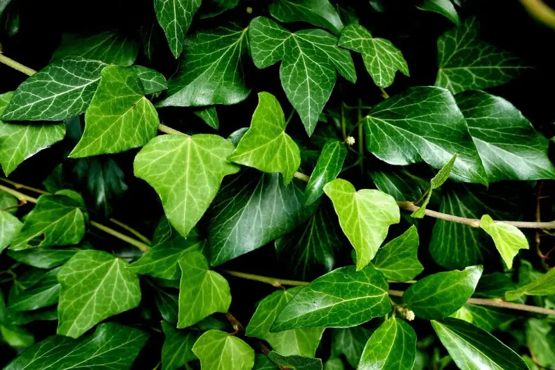 Un groviglio di foglie di edera in casa, con sfumature di verde intenso e venature evidenti.
