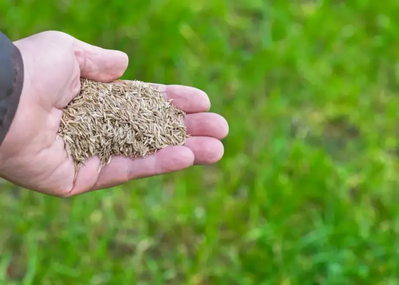Dłoń trzyma nasiona do dosiewania trawy. Wkrótce będzie zielono!