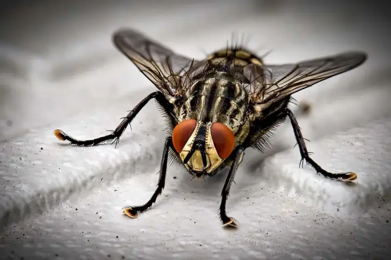 Mosca de cerca, con sus grandes ojos rojos y patas peludas. Una imagen que inspira a pensar en como matar moscas.