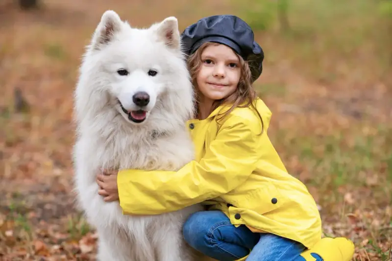 Dziewczynka w żółtej kurtce przytula puszystego samoyeda.