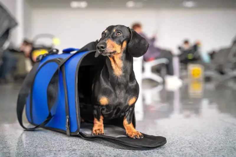 Jamnik w niebieskiej torbie podróżnej czeka na lot z Ryanair.