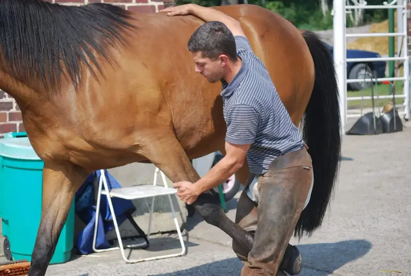Un ostéopathe équin ajuste la patte d'un cheval brun, assurant son bien-être.