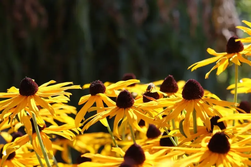 En solig dag med en humla som besöker en gul rudbeckia perenn. Blommorna lyser i gult med mörka mittar.