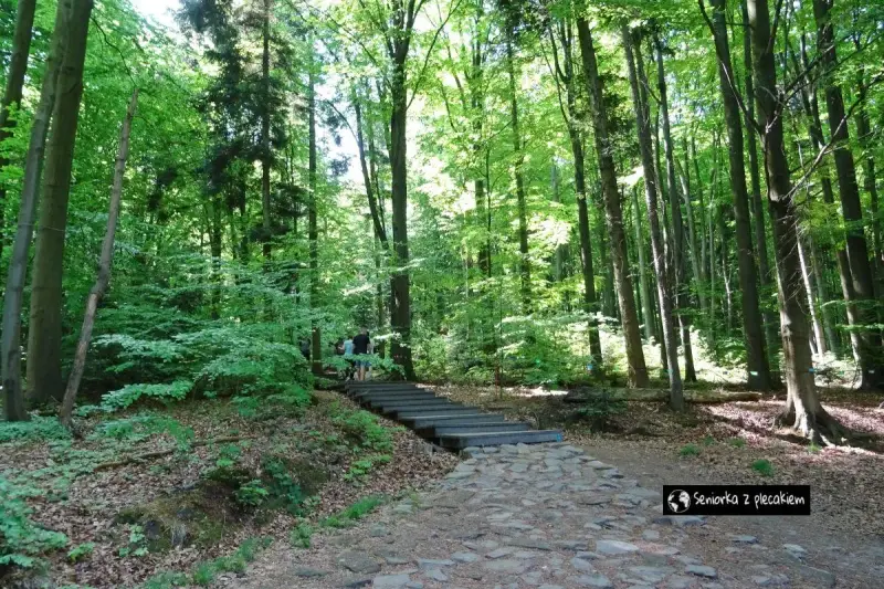 Kamienna ścieżka prowadzi do schodów w lesie, gdzie idą ludzie.