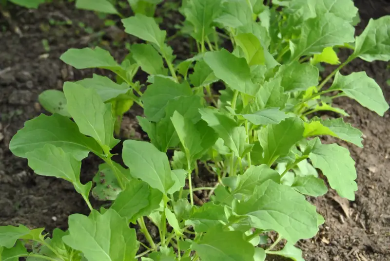 Frisch gewachsener Scheerkohl im Beet, bereit für leckere Scheerkohl Rezepte.
