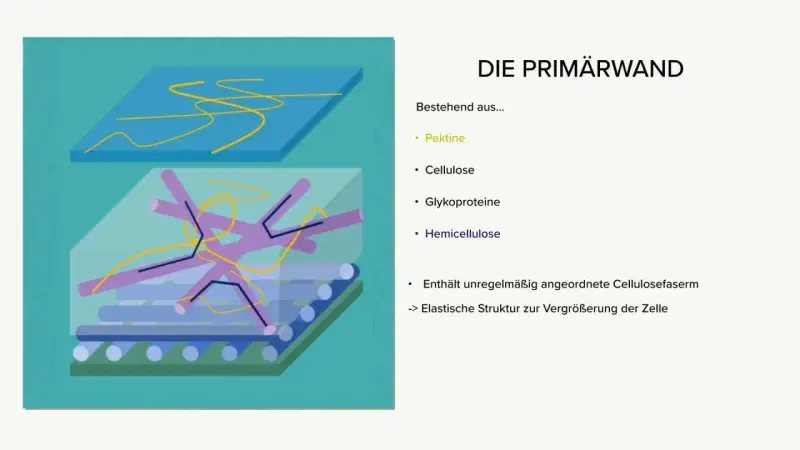 Schematische Darstellung der Primärwand mit Pektinen, Glykoproteinen, Hemicellulose und unregelmäßig angeordneten Cellulosefasern für elastische Zellvergrößerung.