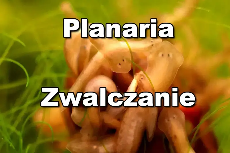 Grupka planarii, czyli wypławek w akwarium, szuka pożywienia wśród zielonych roślin.