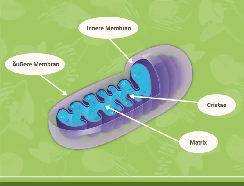 Der **Mitochondrien Aufbau**: Äußere und innere Membran, Cristae und Matrix sind klar dargestellt.
