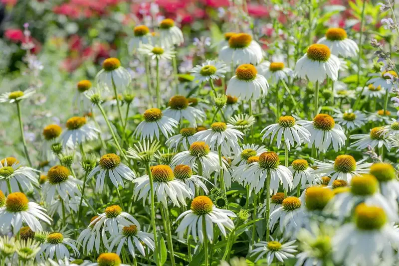 Champ de fleurs d'échinacées blanches aux cœurs orangés. Ces fleurs sont connues pour leurs nombreux échinacea bienfaits pour la santé.