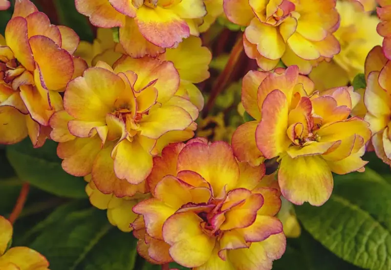 En grupp gula blommor med rosa kanter, som en pussmun blomma, i full blom.