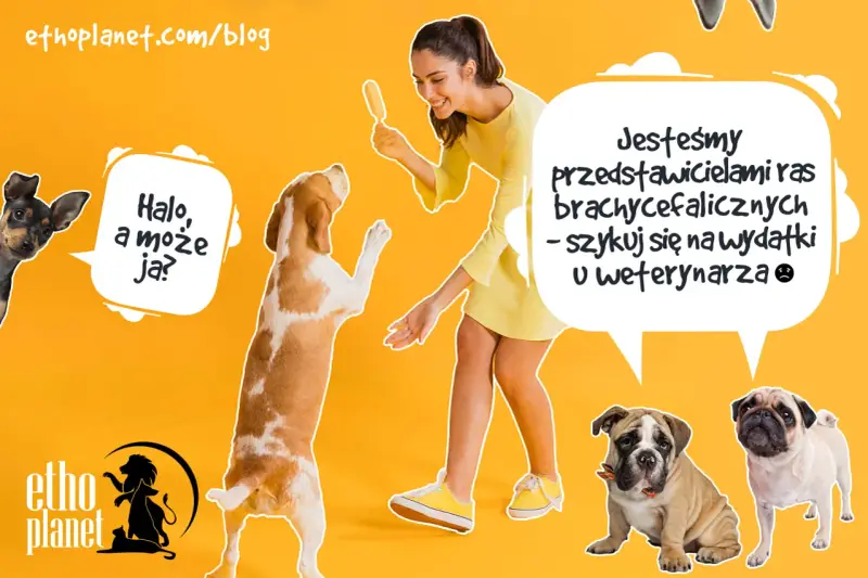 Psy ras dużych i małych, w tym buldogi i mopsy, wesoło bawią się z kobietą.