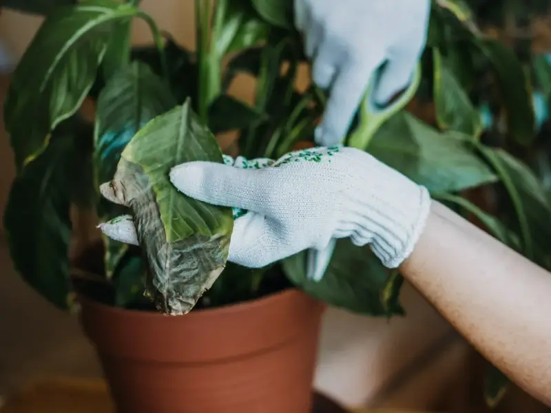 Rękawiczki chronią dłonie podczas przycinania usychających liści calathei.