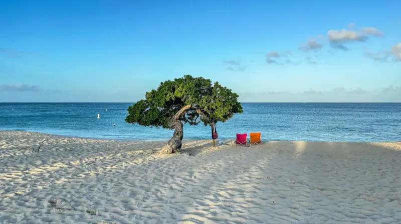 Idealne miejsce na aruba wakacje: plaża z charakterystycznym drzewem, dwiema kolorowymi leżakami i spokojnym morzem.
