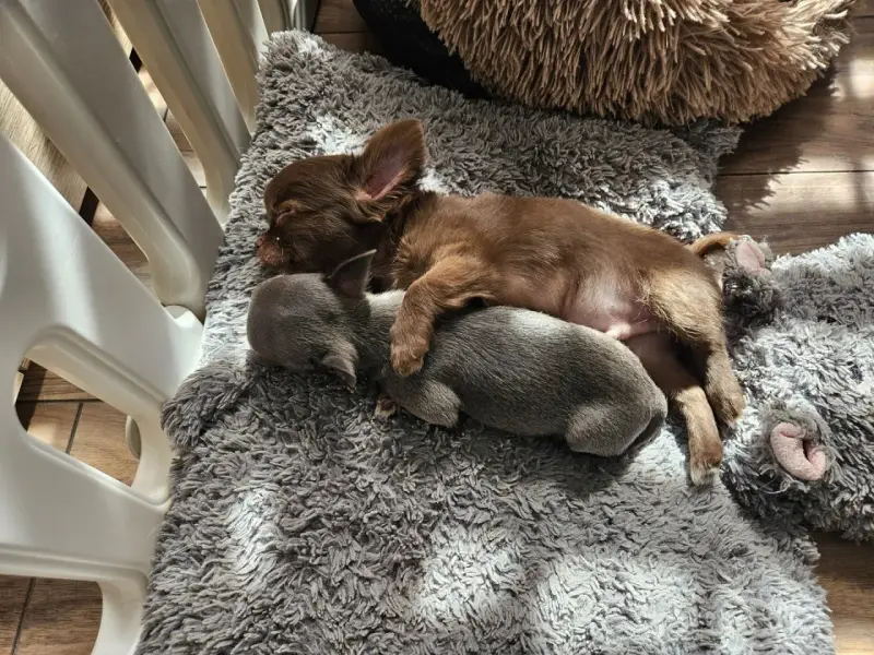 Dwa szczenięta chihuahua śpią wtulone w siebie na miękkim kocu. To dowód, że mamy najlepsza hodowla chihuahua w Polsce.