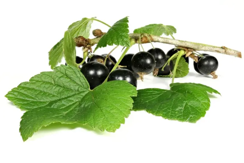 Grappe de cassis noirs et feuilles vertes sur fond blanc. Découvrez les cassis bienfaits pour la santé.