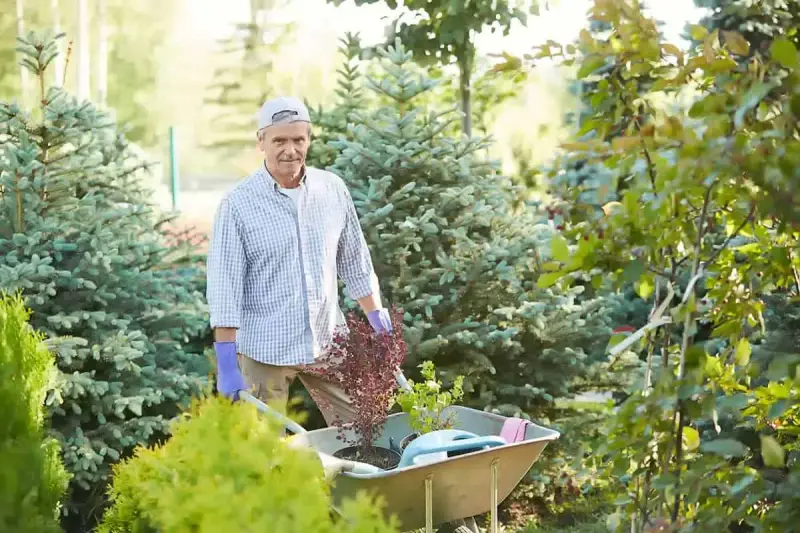 Starszy pan z taczką pełną roślin, gotowy do pracy w ogrodzie. Dobre gardening tips to podstawa pięknego ogrodu.