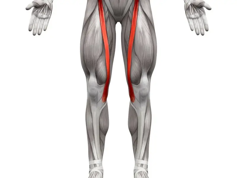 Anatomical illustration of the human leg, highlighting the sartorius muscle (mięsień szewski) in red.