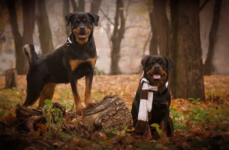 Dwa rottweilery w jesiennym lesie, jeden stoi na pniu, drugi siedzi w szaliku.