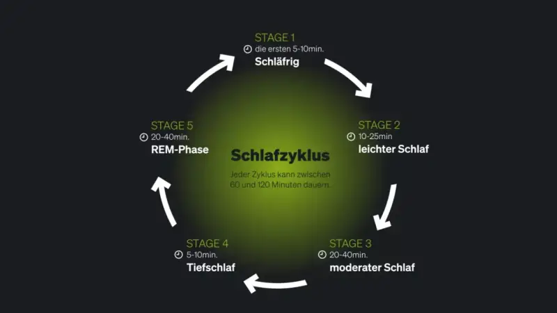 Der Schlafzyklus wird in 5 Stadien unterteilt: schläfrig, leichter Schlaf, moderater Schlaf, Tiefschlaf und REM-Phase. Ein Zyklus dauert 60-120 Minuten.