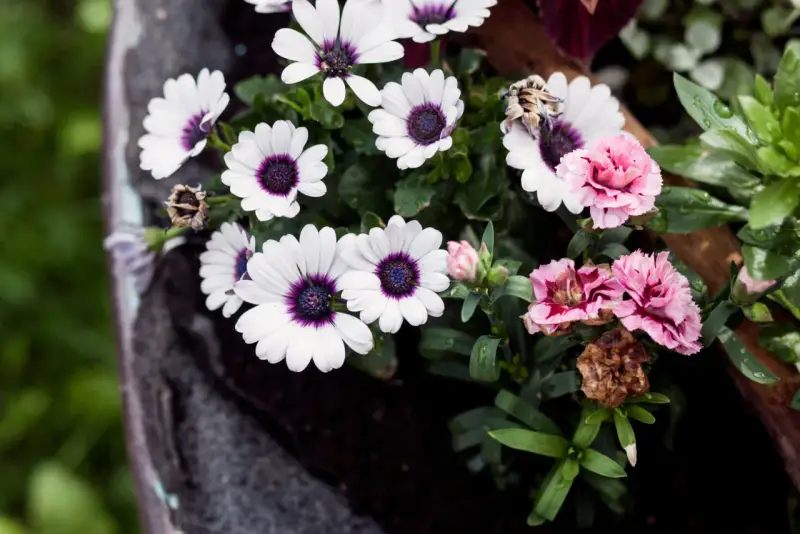 Flores para cementerio naturales: margaritas blancas con centro morado y claveles rosados, algunas marchitas, en un recipiente oscuro.
